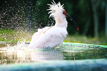 上海野生动物园推“戏水节”
